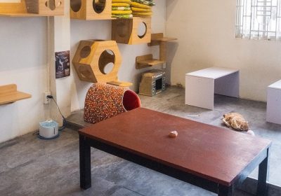 Không gian tại Meow House có thể nuôi dưỡng tối đa 35 bé mèo, không phân biệt giống loài.